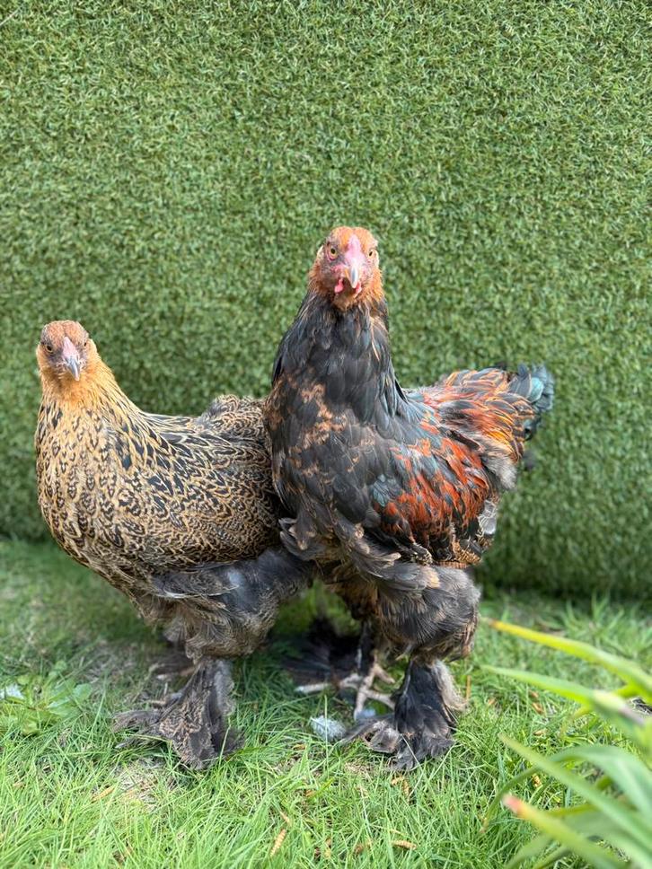 Brahma goud-patrijs koppels, Dieren en Toebehoren, Pluimvee, Kip, Meerdere dieren