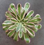 Aeonium rubrolineatum variegata, Vetplant, Minder dan 100 cm, Bloeiende kamerplant, Halfschaduw