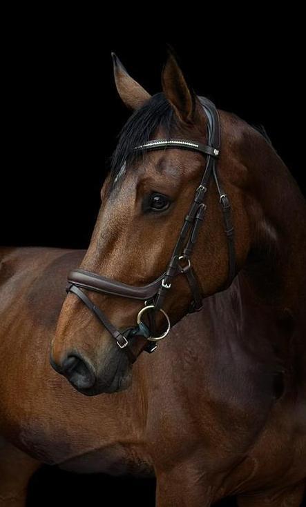 Bruin anatomisch hoofdstel Full, Dieren en Toebehoren, Paarden en Pony's | Hoofdstellen en Tuigage, Zo goed als nieuw, Overige soorten