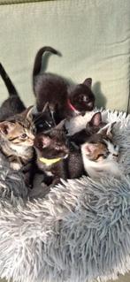Kittens te Koop, Dieren en Toebehoren, Katten en Kittens | Overige Katten, Meerdere dieren