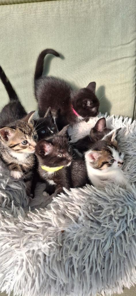 Kittens te Koop, Dieren en Toebehoren, Katten en Kittens | Overige Katten, Meerdere dieren