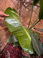 Strelizia Nicolai 200cm, Huis en Inrichting, Kamerplanten, Ophalen, Overige soorten, Minder dan 100 cm