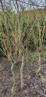 Paas wilg planten struiken, Tuin en Terras, Planten | Bomen, Overige soorten, Ophalen of Verzenden