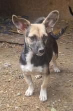 5 kleine pupjes ter adoptie, Particulier, Rabiës (hondsdolheid), 15 weken tot 1 jaar, Buitenland