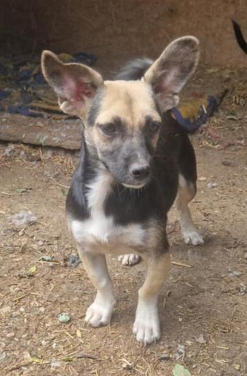 5 kleine pupjes ter adoptie  beschikbaar voor biedingen