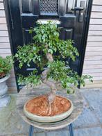Zelkova bonsai 55 cm, Tuin en Terras, Planten | Bomen, Ophalen, Bloeit niet, Halfschaduw, Overige soorten