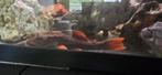 Met spoed op halen grote alleger eter en kleintje, Dieren en Toebehoren, Vissen | Aquariumvissen