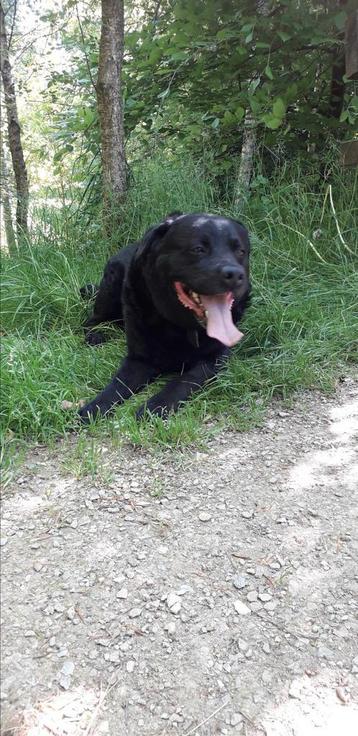 Lieve labrador/Friese stabij beschikbaar voor biedingen
