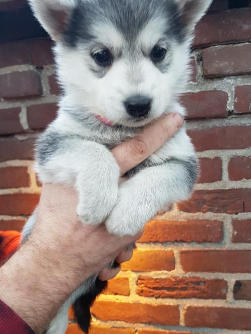 Knappe shepskys te koop ( witte herder x husky ), Dieren en Toebehoren, Honden | Poolhonden, Keeshonden en Oertypen, Meerdere dieren