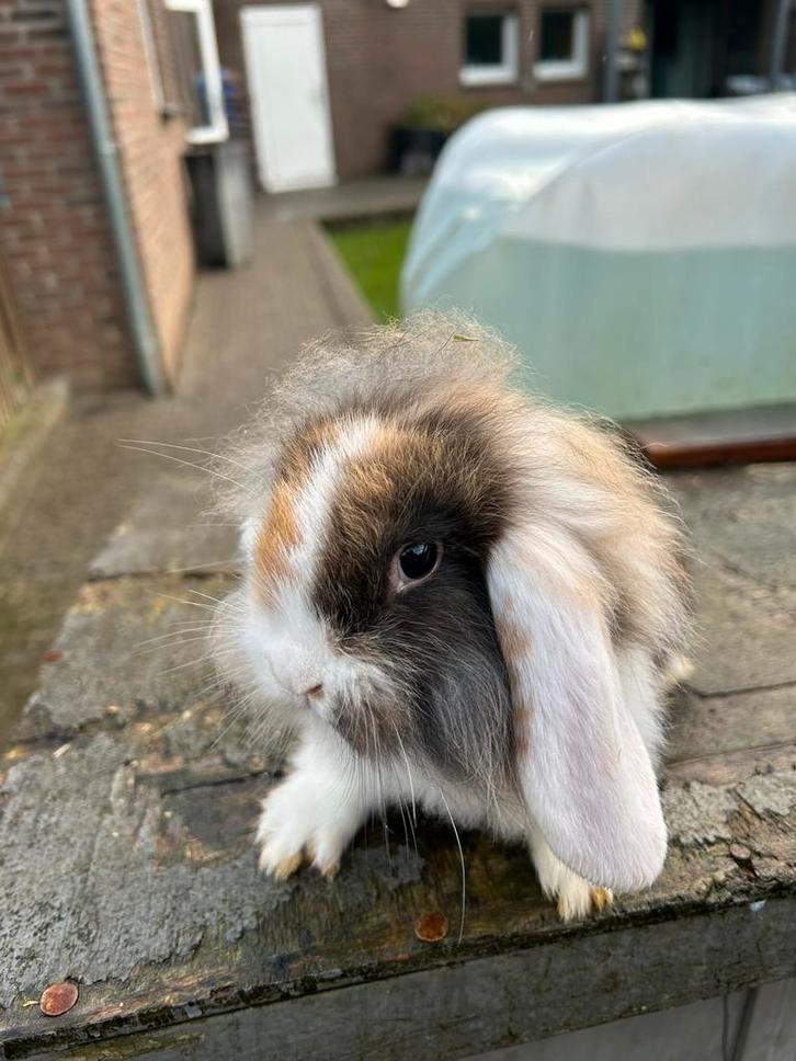 Hangoor dwergvosjes, Dieren en Toebehoren, Konijnen, Dwerg, Meerdere dieren, 0 tot 2 jaar, Hangoor