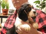 Cavalier King Charles Spaniel . . . . . . outcross, Dieren en Toebehoren, Honden | Retrievers, Spaniëls en Waterhonden, Nederland