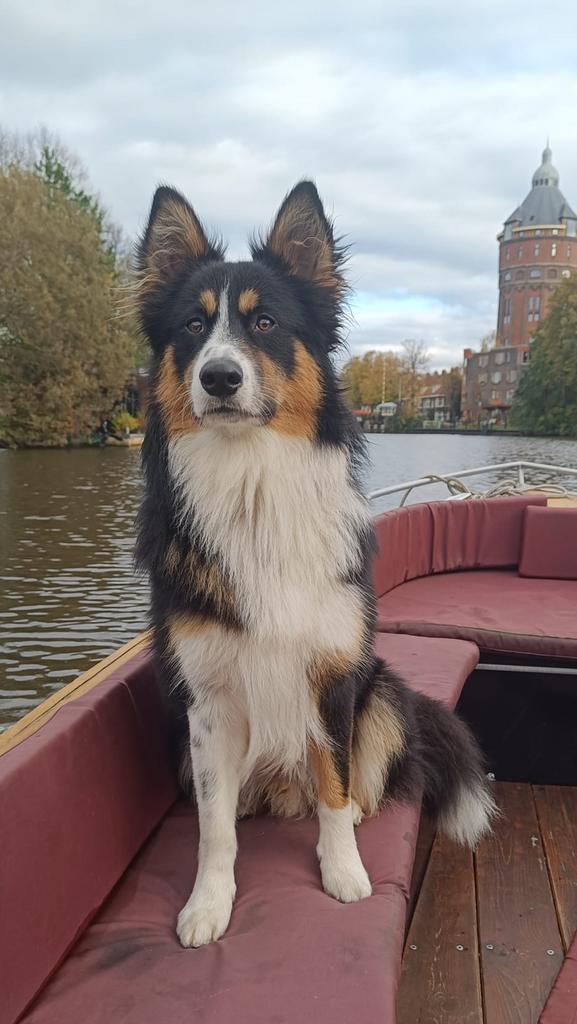 Dekreu dekhond australische herder x border collie x husky, Dieren en Toebehoren, Honden | Dekreuen, Reu, Particulier, Eén hond