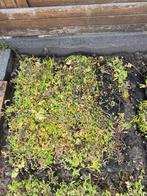 Sedem tegels 50x50, Tuin en Terras, Planten | Tuinplanten, Ophalen, Zomer, Overige soorten, Volle zon