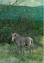 Zebra., Verzenden, 1960 tot 1980, Ongelopen, Overige thema's