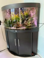 mooi compleet juwel hoek aquarium inc vissen, Dieren en Toebehoren, Ophalen, Zo goed als nieuw, Gevuld zoetwateraquarium