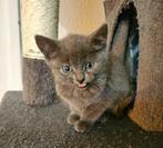 Lieve sociale kittens. Blauwe Rus / Britse Korthaar mix., Dieren en Toebehoren, Meerdere dieren, Ontwormd, 0 tot 2 jaar