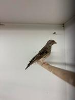 Edelzangers, Meerdere dieren