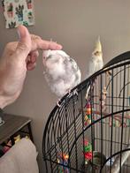 Valkparkieten, Dieren en Toebehoren, Vrouwelijk, Parkiet, Geringd