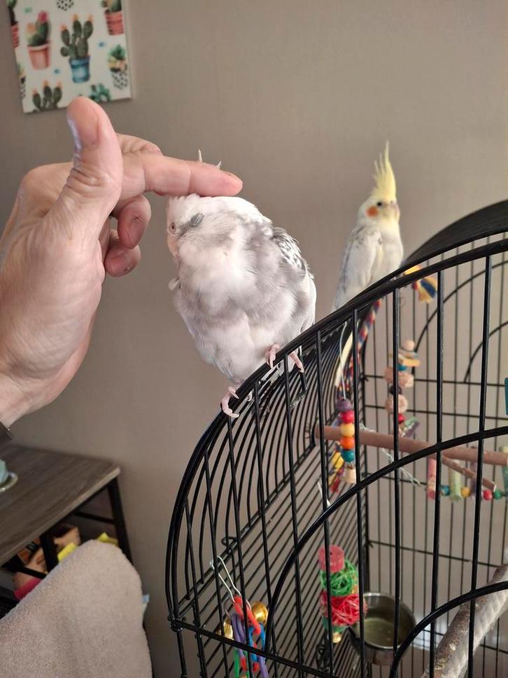 Valkparkieten, Dieren en Toebehoren, Vogels | Parkieten en Papegaaien, Parkiet, Vrouwelijk, Tam, Geringd