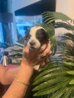 Cockapoo’s geboren in huiselijke kring, 8 tot 15 weken, Geslacht onbekend, Parvo, Eén hond