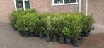 Portugese laurier haag/struik Pot gekweekt, Ophalen, Laurier, Haag, 100 tot 250 cm