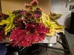 Coleus stekjes boxen 3 grote, Ophalen of Verzenden, Halfschaduw, Minder dan 100 cm