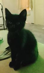 Halve Ragdoll kittens, Dieren en Toebehoren, Katten en Kittens | Overige Katten, Meerdere dieren, Kortharig, 0 tot 2 jaar