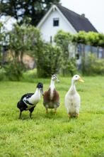 Indische loopeenden | Verschilende kleuren | Goed advies