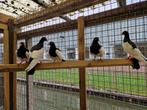 Eksterduiven | Doffers en duivinnen | Passend advies, Dieren en Toebehoren, Meerdere dieren, Kip