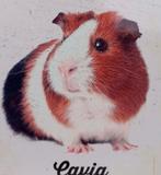 Gezocht gecastreerde cavia beer, Mannelijk, Cavia, Na 1 juli 2024