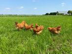 jonge tamme New Hampshire kippen te koop gesekst en ingeënt, Dieren en Toebehoren, Pluimvee, Kip, Vrouwelijk