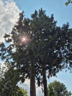 Gratis hout! 3 bomen, wel zelf kappen, Tuin en Terras, Haardhout, Ophalen, Overige houtsoorten