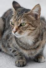 tabby kat van 1 jaar oud, Dieren en Toebehoren, Katten en Kittens | Overige Katten, Poes, Kortharig, 0 tot 2 jaar