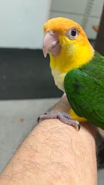 Süper tamme roestkop caique baby 2025, Dieren en Toebehoren, Mannelijk, Papegaai, Pratend
