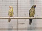 Koppel rosella strogeel x lutino, Dieren en Toebehoren, Vogels | Parkieten en Papegaaien, Meerdere dieren, Parkiet, Geringd