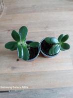 vetplant stekje in 9cm pot, Huis en Inrichting, Kamerplanten, Ophalen, Vetplant
