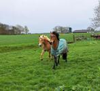 Pensionstalling, Dieren en Toebehoren, Stalling en Weidegang, Weidegang, 4 paarden of pony's of meer