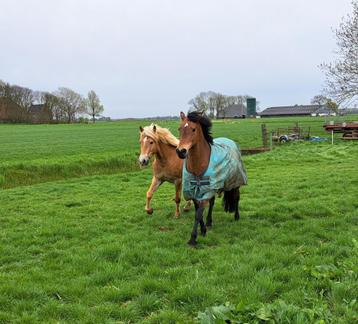 Pensionstalling  beschikbaar voor biedingen