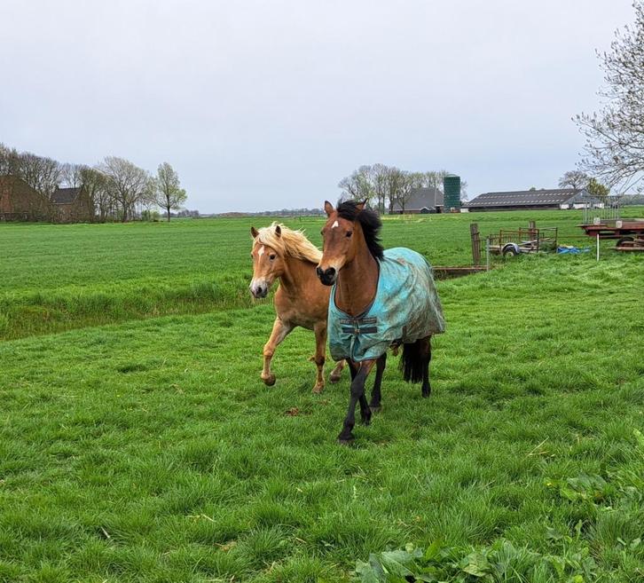 Pensionstalling, Dieren en Toebehoren, Stalling en Weidegang, Stalling, Weidegang, 4 paarden of pony's of meer