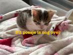 Nog maar 1 kitten te reserveren, Dieren en Toebehoren, Katten en Kittens | Overige Katten, Meerdere dieren