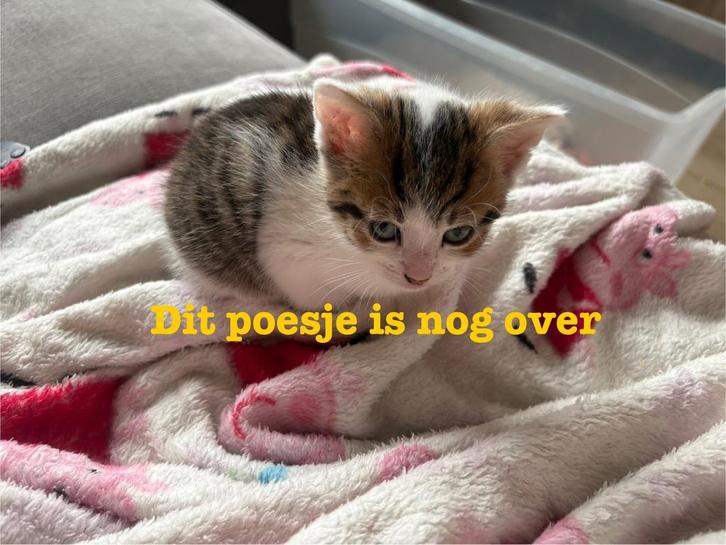 Nog maar 1 kitten te reserveren, Dieren en Toebehoren, Katten en Kittens | Overige Katten, Meerdere dieren