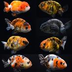 Ranchu/Buffelrug Sluierstaart Goudvissen GEZOCHT!!, Dieren en Toebehoren, Vis, Zoetwatervis