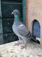 Postduiven duivin Frank Zwiers, Dieren en Toebehoren, Vogels | Duiven, Vrouwelijk, Postduif