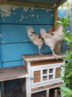 vier hanen gratis, Dieren en Toebehoren, Pluimvee, Mannelijk, Kip
