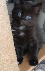 ZELDZAME NEBELUNG KITTENS SMOKEY KLEUR (BLAUWE RUS), Dieren en Toebehoren, Meerdere dieren, Ontwormd, 0 tot 2 jaar