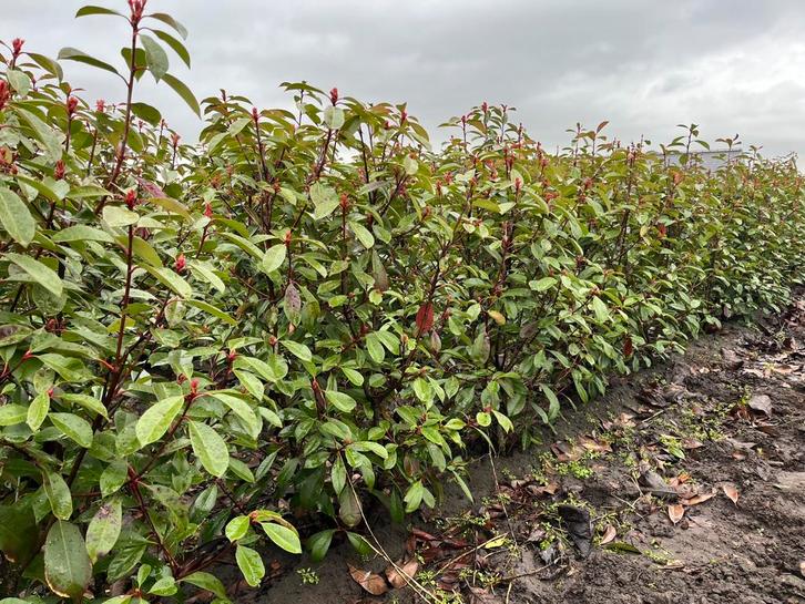 Glansmispel, Tuin en Terras, Planten | Struiken en Hagen, Overige soorten, 100 tot 250 cm, Ophalen