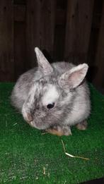 Jong kleurdwerg konijntje!, Dieren en Toebehoren, Konijnen, Mannelijk, Dwerg, 0 tot 2 jaar