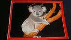 Koala, Ophalen of Verzenden, 1980 tot heden, Gelopen, Overige thema's