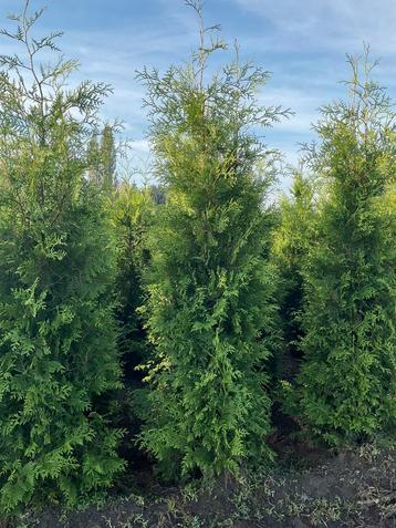 Mooie haagconiferen thuja Brabant van 125 cm tot 250 cm beschikbaar voor biedingen