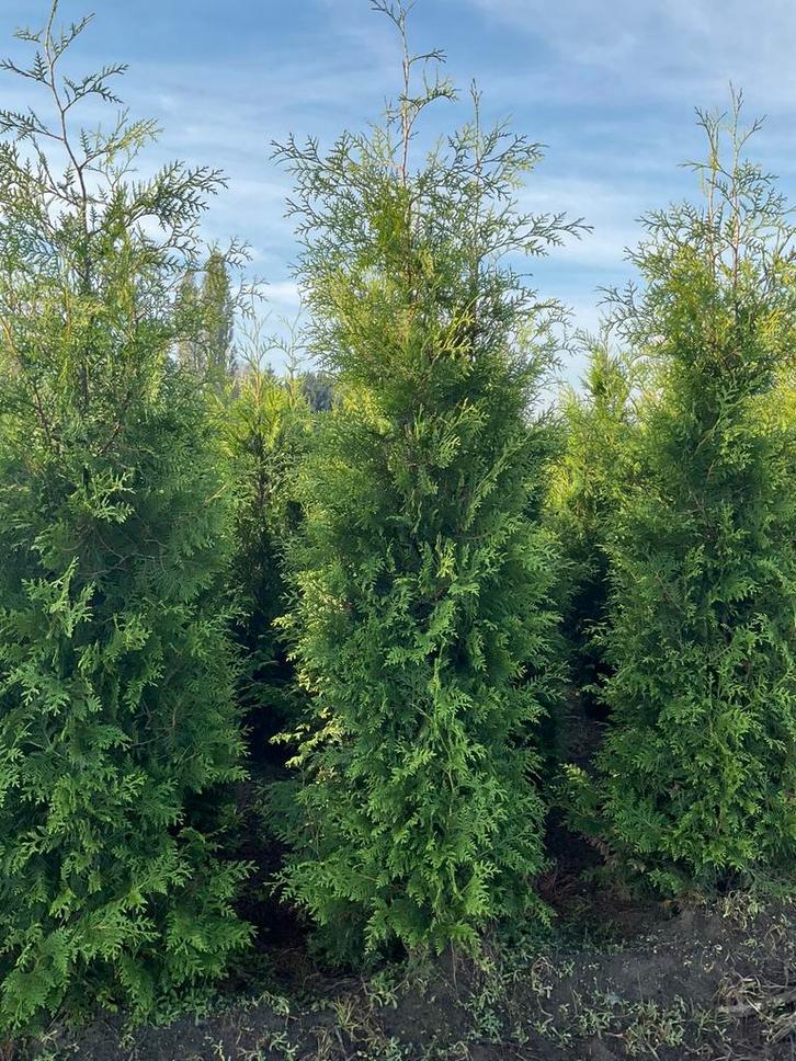 Mooie haagconiferen thuja Brabant van 125 cm tot 250 cm, Tuin en Terras, Planten | Struiken en Hagen, Conifeer, 100 tot 250 cm